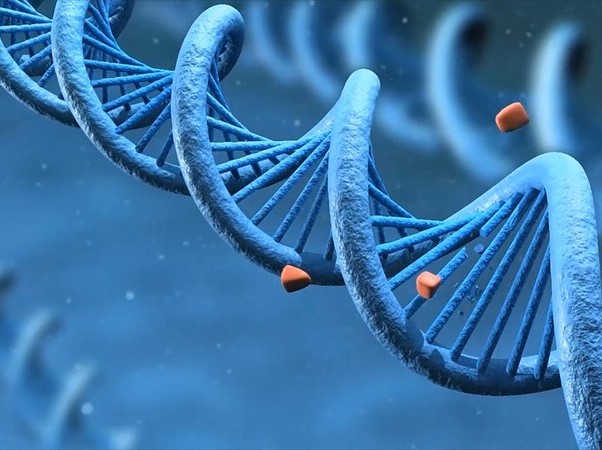 A génszerkesztés új korszakába léptünk: immár ki- és be tudjuk a géneket kapcsolni