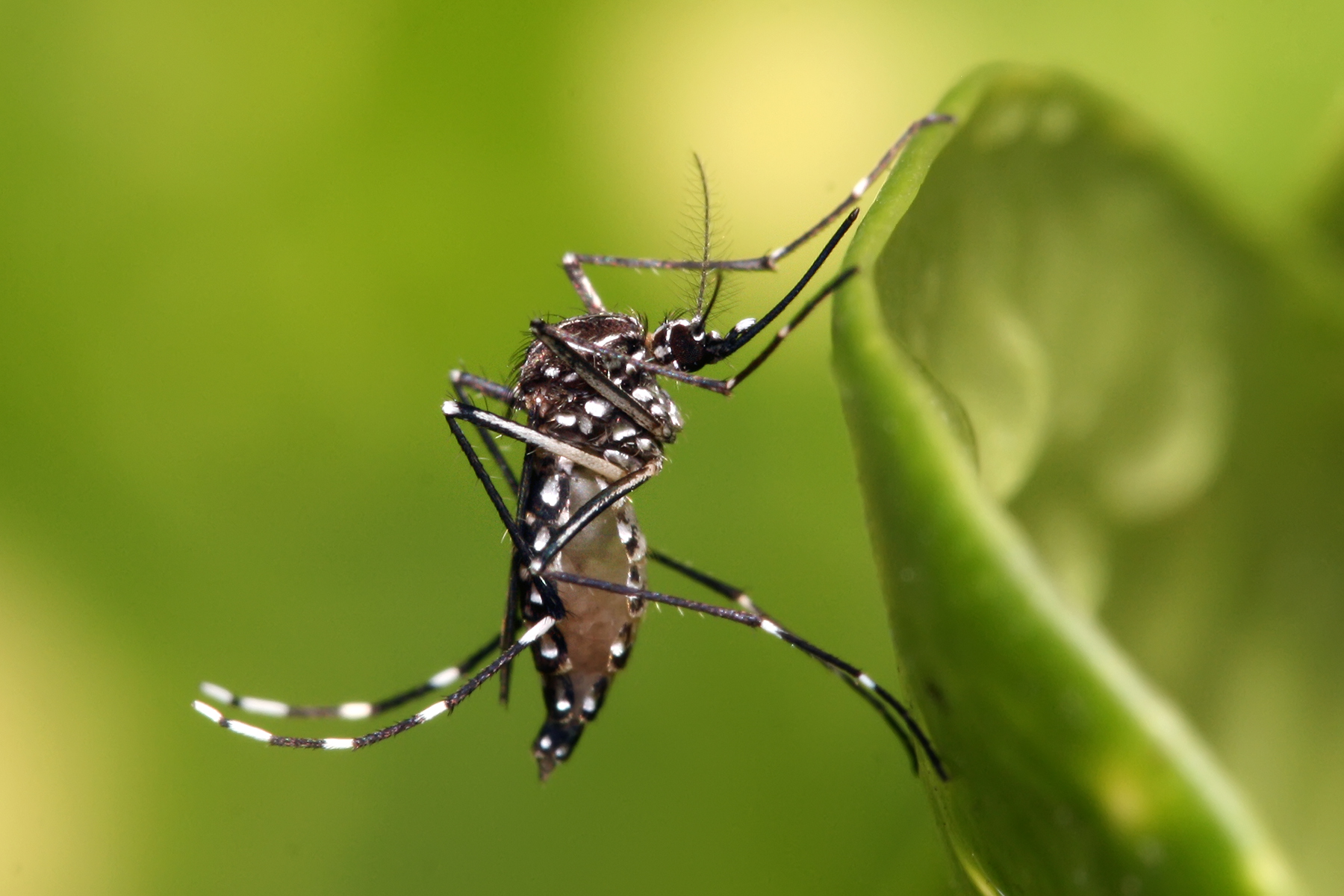 Brazília után Floridában is megjelentek a génmódosított szúnyogok