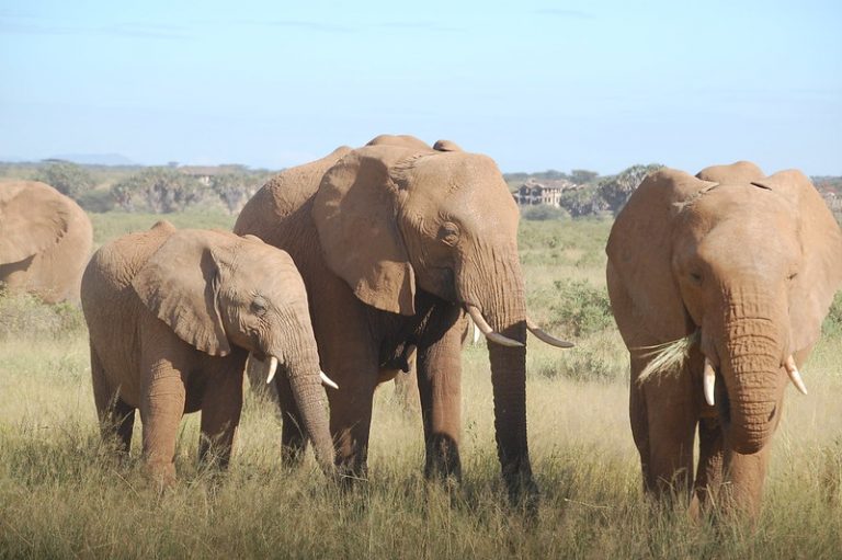 Szegedi találmánnyal védenék az orvvadászoktól az afrikai elefántokat