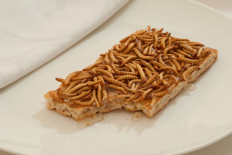 A lisztkukac az első hivatalosan is élelmiszernek minősülő rovar az Európai Unióban