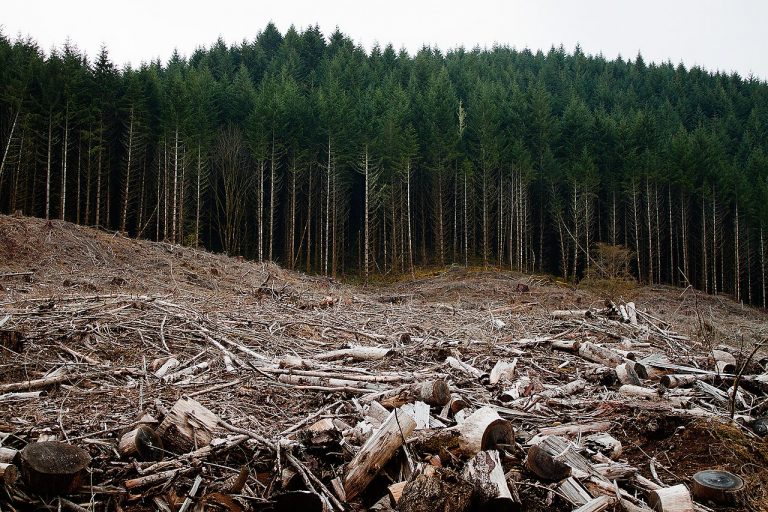 Évente sok milliárd fát vágnak ki a világon, de már megvan a megoldás a hulladék újrahasznosítására