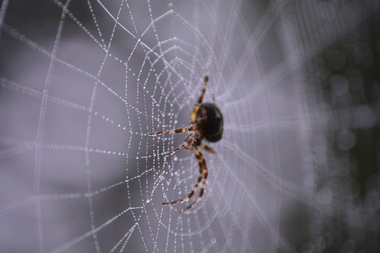 Zenévé alakított pókhálók, és különleges mérnöki szerkezetük titkai