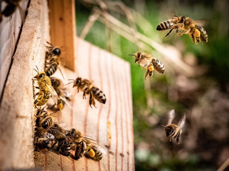 Befektetést kaphat a magyar fejlesztésű interaktív méhésztérkép
