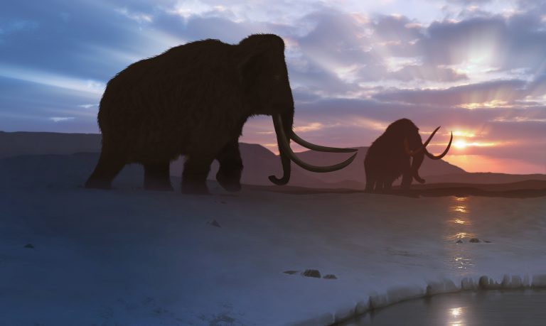 Kutatók hamarosan megkísérlik feltámasztani a mamutokat