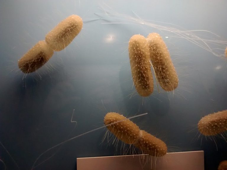 A világon az első „élő gyógyszer” az antibiotikumokra rezisztens baktériumokkal veszi fel a harcot