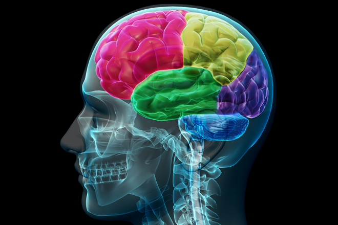 Elkészült az első, átfogó atlasz az emberi agyról