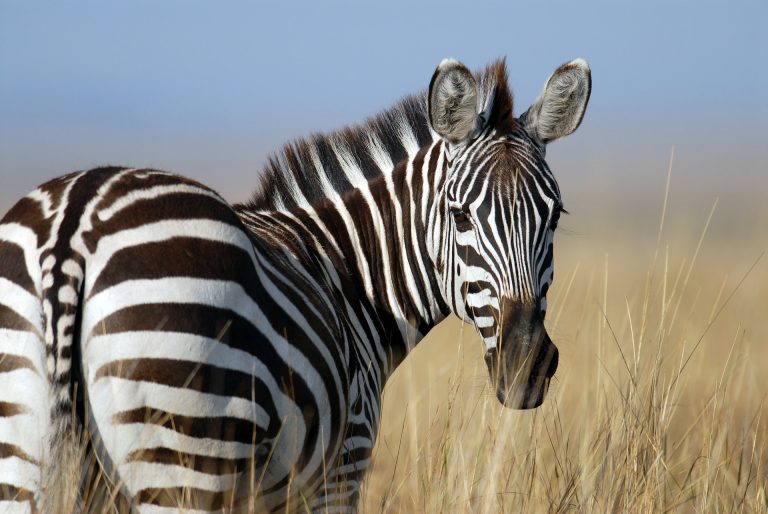 Fekete vagy fehér csíkosak a zebrák?
