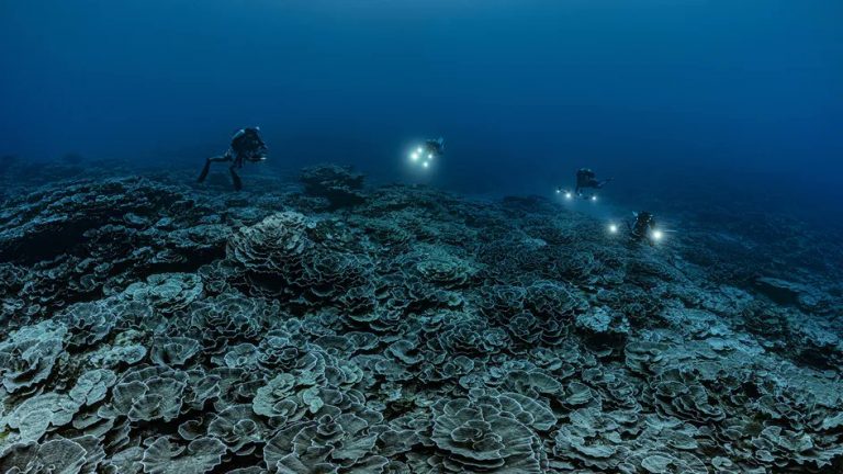 Felfedezték a világ egyik legnagyobb egészséges korallzátonyát