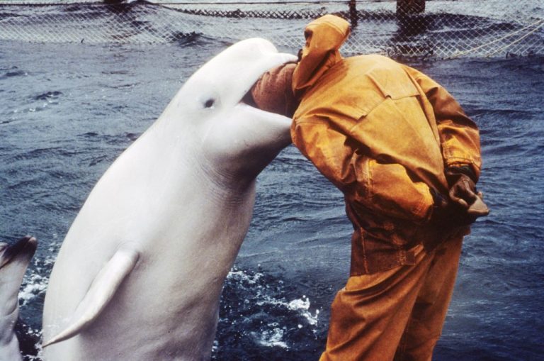 Delfinek védik az orosz hadihajókat