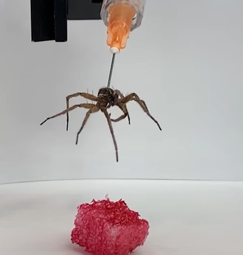 Kutatók halott pókokból építenek „nekrorobotokat”
