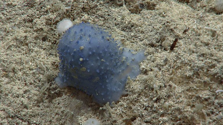 A kutatók sem értik, mi ez a rejtélyes kék trutyi, amit a NOAA expedíciója talált a Karib-tenger mélyén