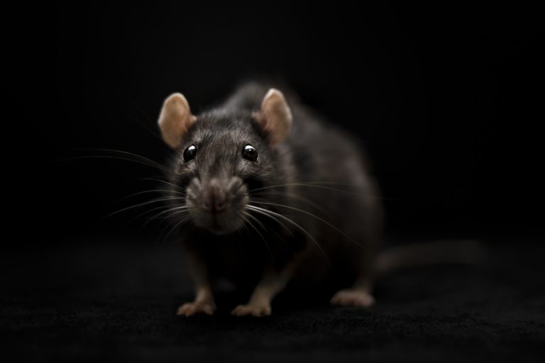Emberi idegsejteket ültettek be patkányok agyába, amelyek tovább is fejlődtek a rágcsálókban
