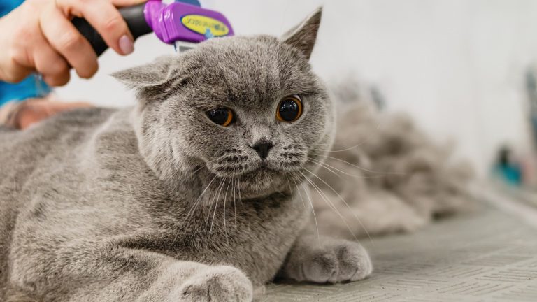 Az otthoni macskakozmetika nem álom!