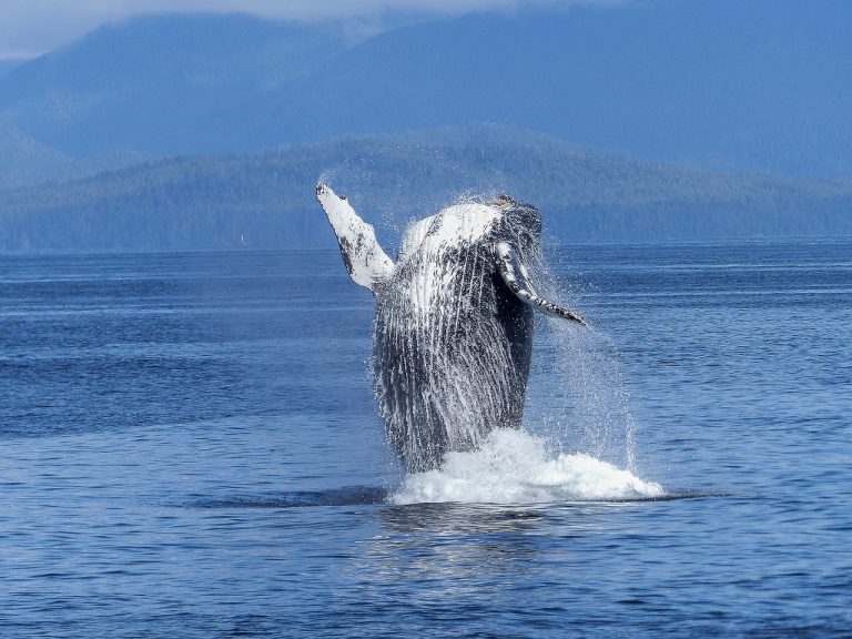 Szentimentálisan hangzik, de a bálnák tényleg segíthetnek a klímaváltozás elleni harcban