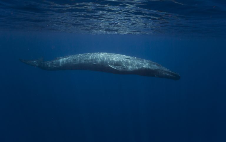 Kiderült, hogy miért nőnek hatalmasra a bálnák