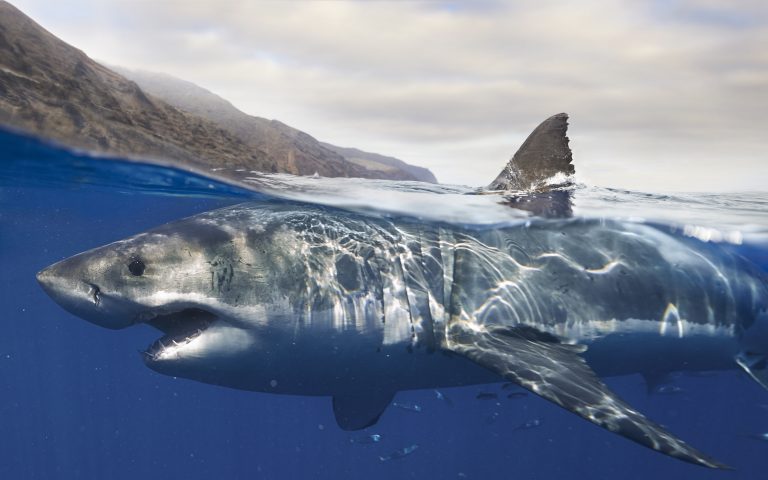 Fotók bizonyítják a nagy fehér cápa elképesztő öngyógyító képességét