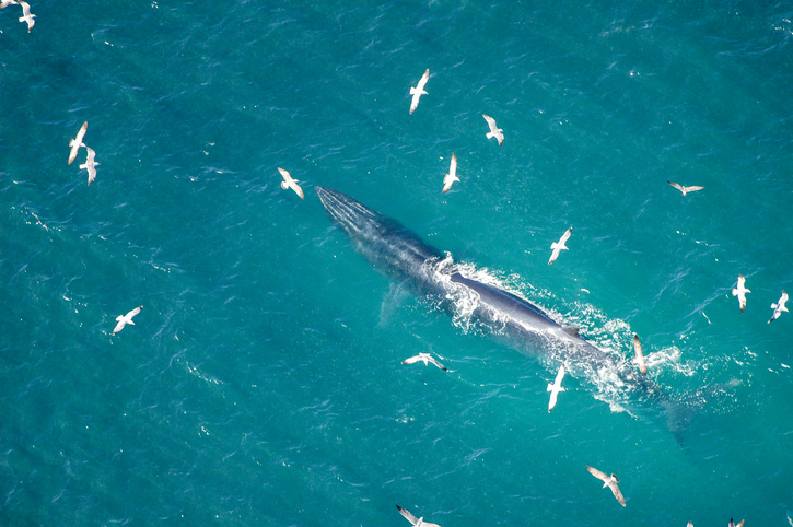 Így néz ki közelről egy több mint ezer bálnából álló 