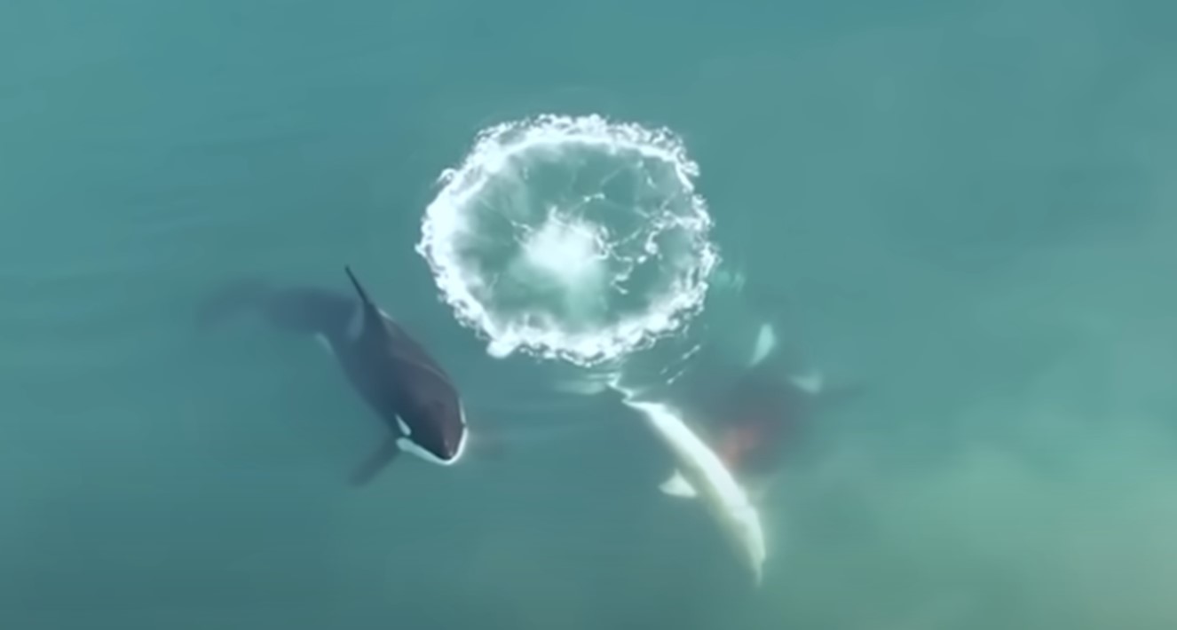 Sosem látott videón az afrikai „sorozatgyilkos” kardszárnyú delfinek, melyek egy nagy fehér cápát marcangolnak szét
