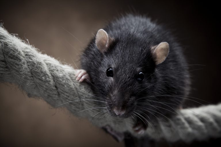 Kiderült, hogy valójában nem is a patkányok terjesztették a pestist