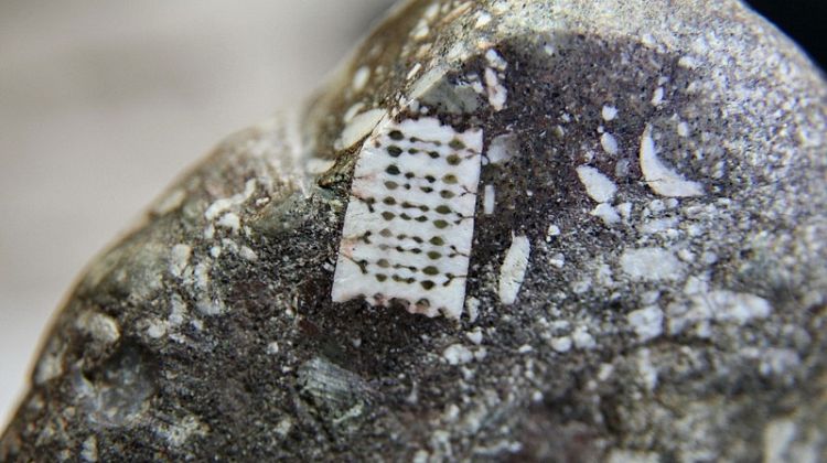 Mi a helyzet a 250 millió éves mikrocsip-fosszíliával, amit állítólag Oroszországban találtak?