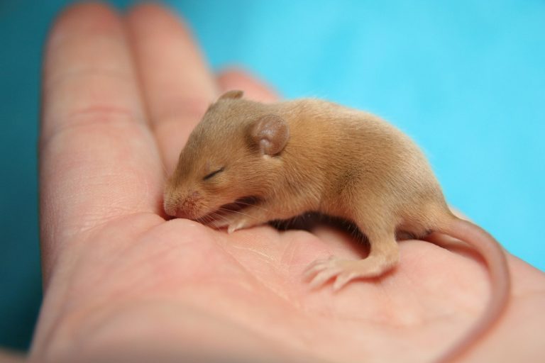 Két apától származó egereket hoztak létre a kutatók