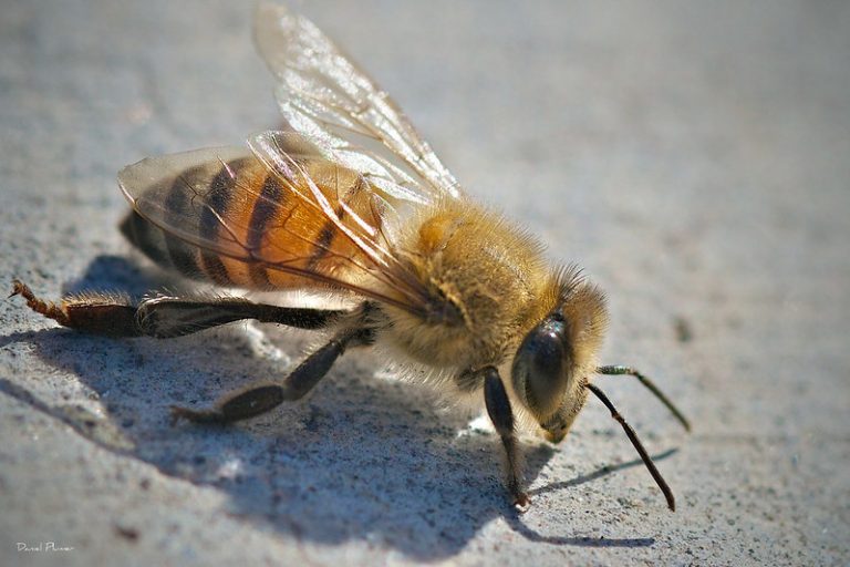 Brutális baleset: egy kislánnyal is végeztek a gyilkos méhek a buszkarambol után