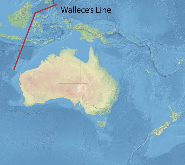 Wallace Line – A képzelt határvonal, amelyet mégsem lép át az állatok többsége
