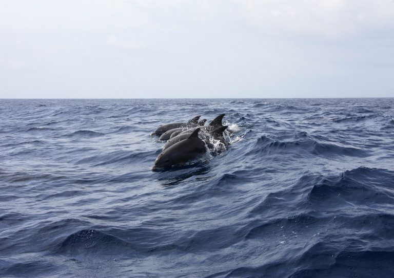 Oroszország harci delfinekkel védi a szevasztopoli kikötőt az ukrán kommandósoktól