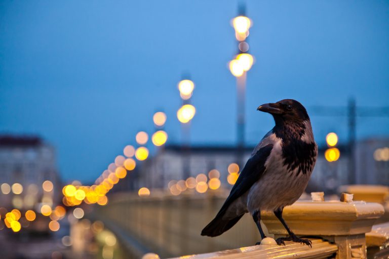 Miért támadnak a varjak az emberekre Budapesten, mi a madarak agresszív viselkedésének valódi oka?
