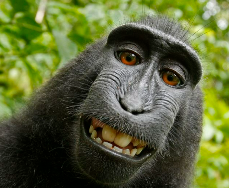 A majom, ami csinált magáról néhány fényképet, és majdnem megnyert egy szerzői jogi pert