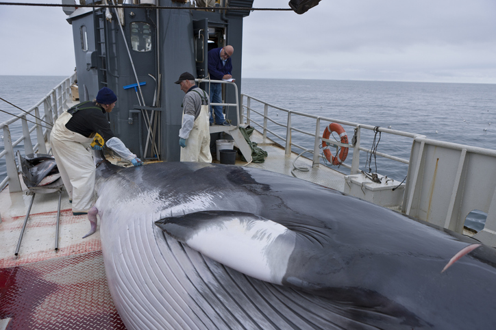 Izlandon betiltották a bálnavadászatot