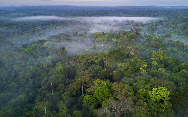 Jelentősen csökkent az erdőirtás az amazóniai esőerdőben, de még korai ezt ünnepelni