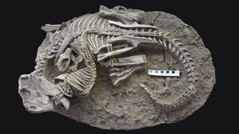125 millió éves kövület őrizte meg fotószerűen egy ősi kisemlős és egy dinoszaurusz küzdelmét
