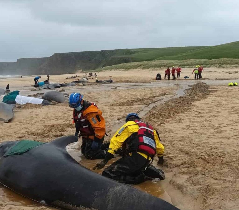 Több tucat delfin vetette partra magát Skóciában
