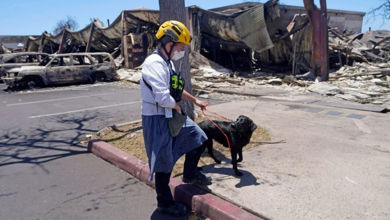 Nem könnyű a tetemkereső kutyák dolga a hawaii tűzvész helyszínén
