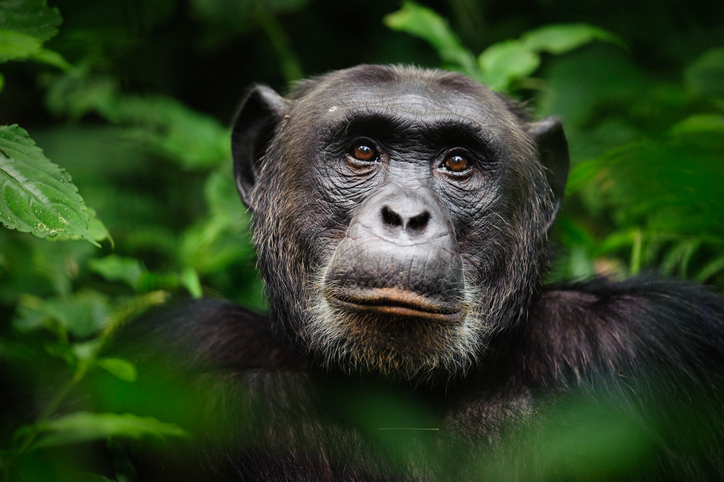 Kannibalizmus, polgárháború, gyilkosság – a csimpánzok világának sötét oldala