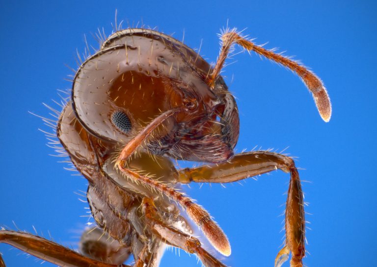 Európában is megjelent az egyik legveszélyesebb inváziós hangyafaj