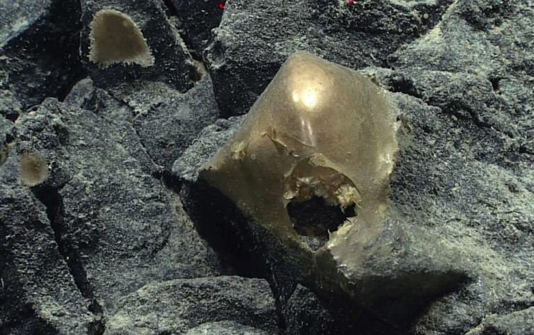 A kutatók sem tudják, mi lehet ez a rejtélyes aranyló objektum, amit az óceán fenekén találtak