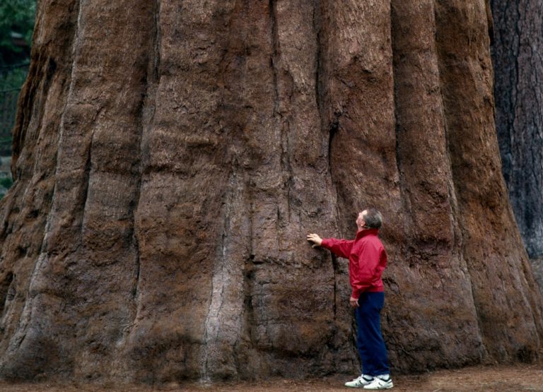 Ezek a több ezer éves fák a Föld legmagasabb növényei, de mitől nőnek ekkorára?