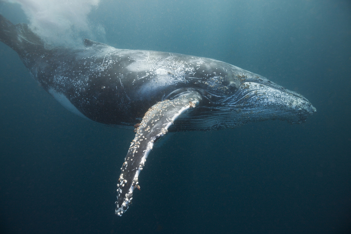 Egy hosszúszárnyú bálna szó szerint átúszta a fél világot