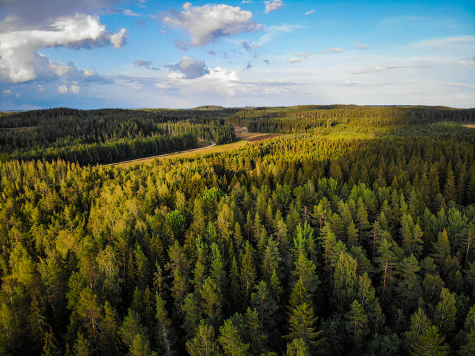 Világszerte csökken, Európában viszont növekszik az erdők területe