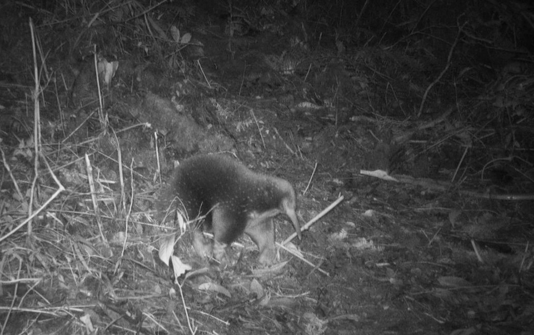 The mysterious egg-laying mammal has been photographed for the first time