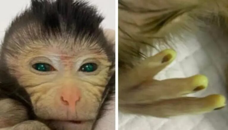 Zöld szeme és a sötétben világító ujja van a kínai génszerkesztett majomnak