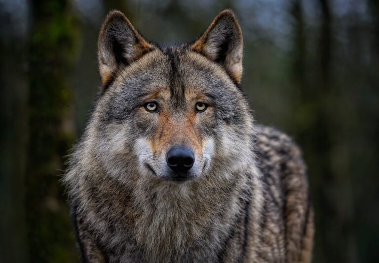 A csernobili mutáns farkasok kifejlesztettek egy szuperképességet