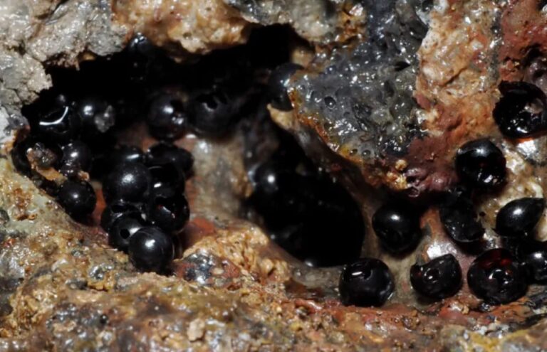 Döbbenetes biológiájú lényeket rejtettek az óceán fenekén talált, olajfekete peték