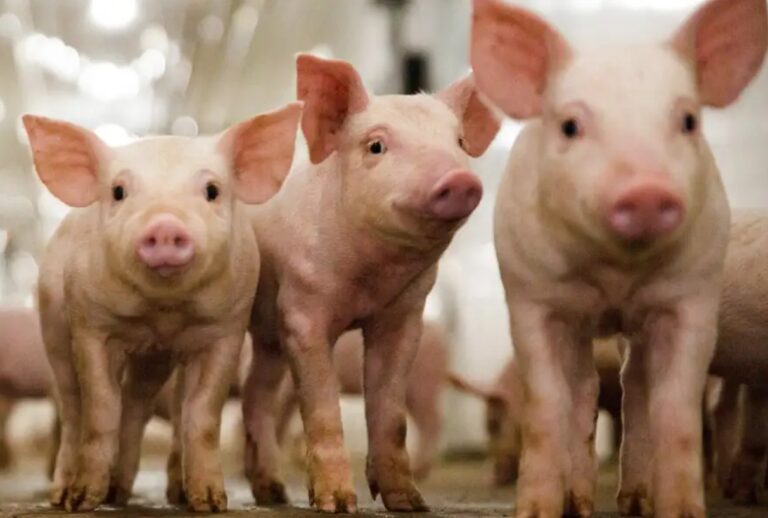 Két éven belül jöhet az első génszerkesztett hús “betegségálló” CRISPR-malacoktól
