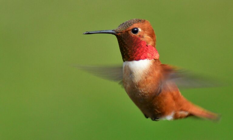 Hatalmas mellizmok, óriási hippokampusz és állandó éhség - a kolibrik világa különbözik minden más madárétól