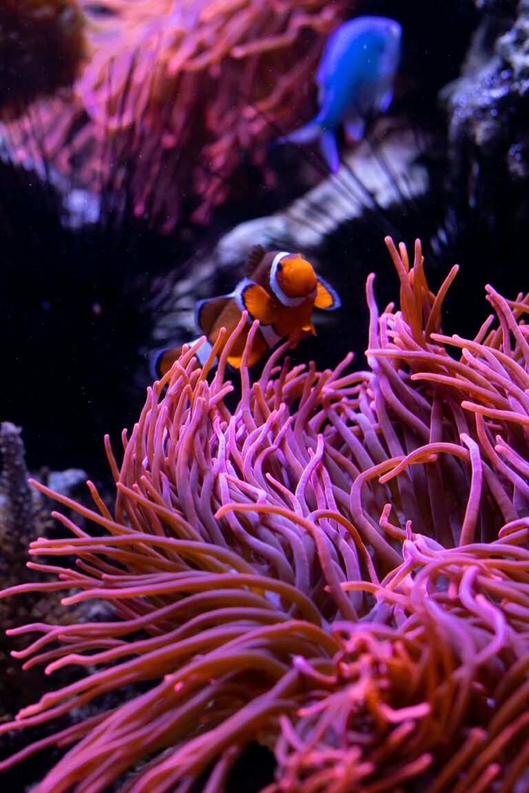 A Canon, a Coral Spawning Lab és a Nature Seychelles összefognak a korallzátonyok regenerálására