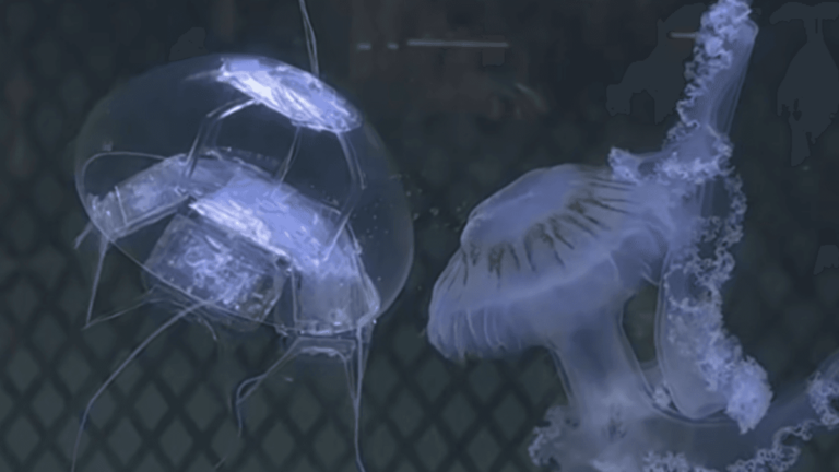 Blurred placeholder