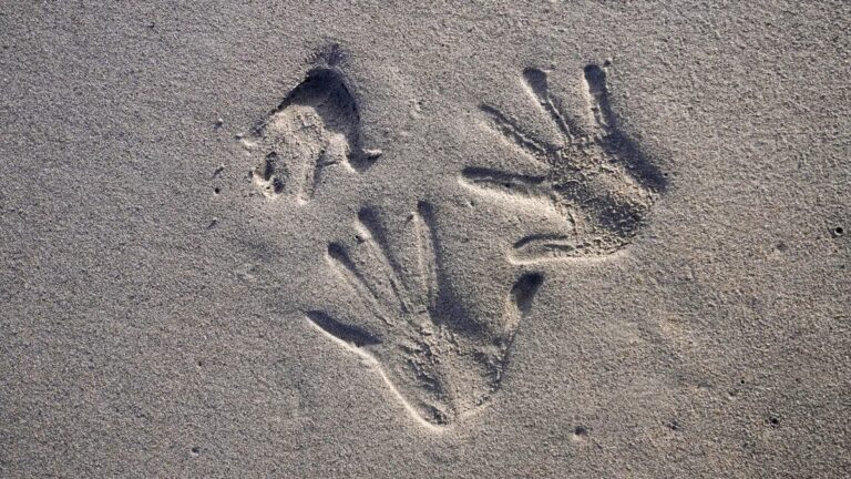 A Marson is jól jöhet a most felfedezett hetedik érzékünk, amellyel nagy távolságból érzékelhetünk tárgyakat